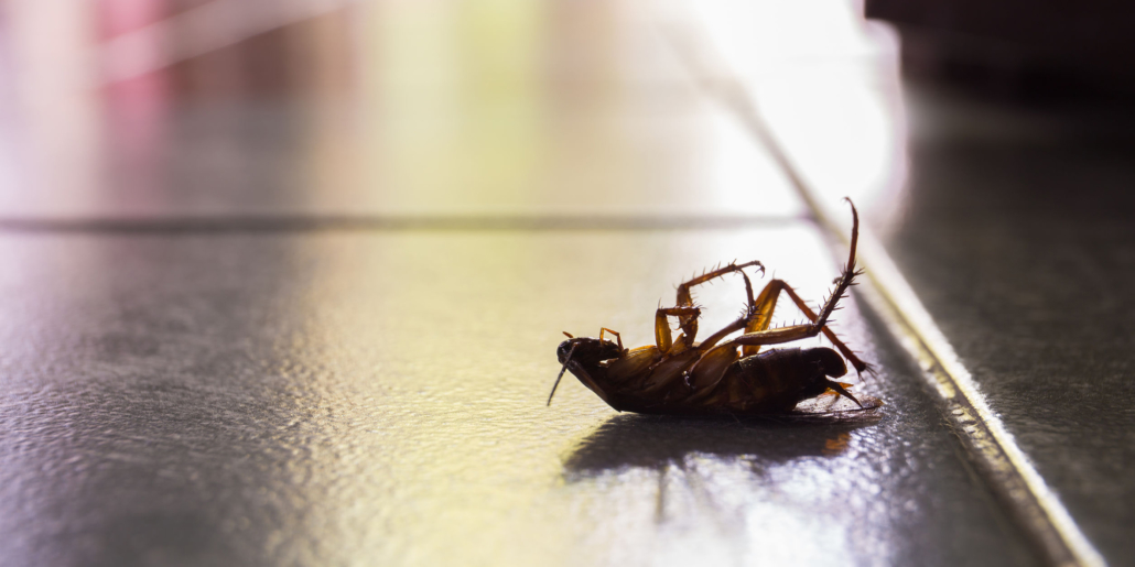 Disinfestazione blatte: come eliminare gli scarafaggi da casa o
